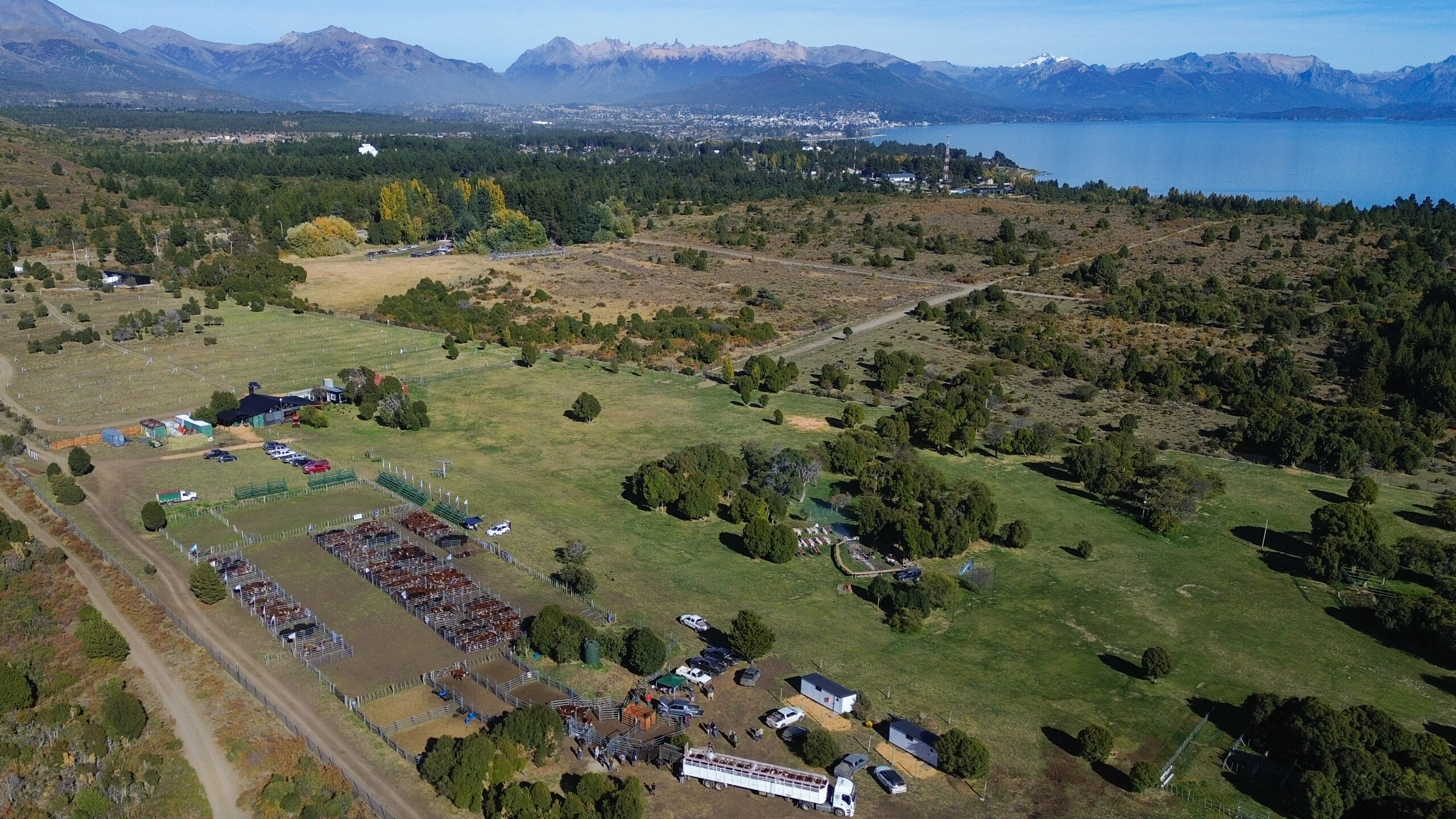 Histórico: Se realizó el primer remate de invernada en la Sociedad Rural de Bariloche