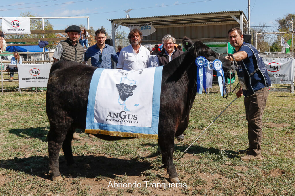 Gran Campeón Hembra P.P, Campeón Vaquillona Intermedia R.P 304 , Cabaña Cerro Chenque, Suc de Ramón Lorenzo, Chubut.