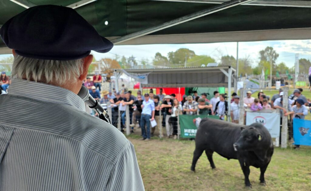Guillermo Ayerra en el martillo durante el remate de la 46° Exposición Ganadera de Choele Choel.