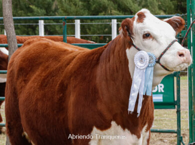 Ejemplar Hereford premiado en la 30 Expo Ganadera Viedma y Patagones