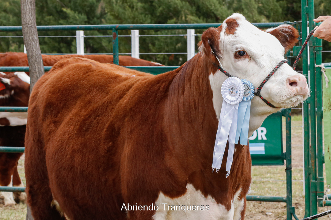 Ejemplar Hereford premiado en la 30 Expo Ganadera Viedma y Patagones