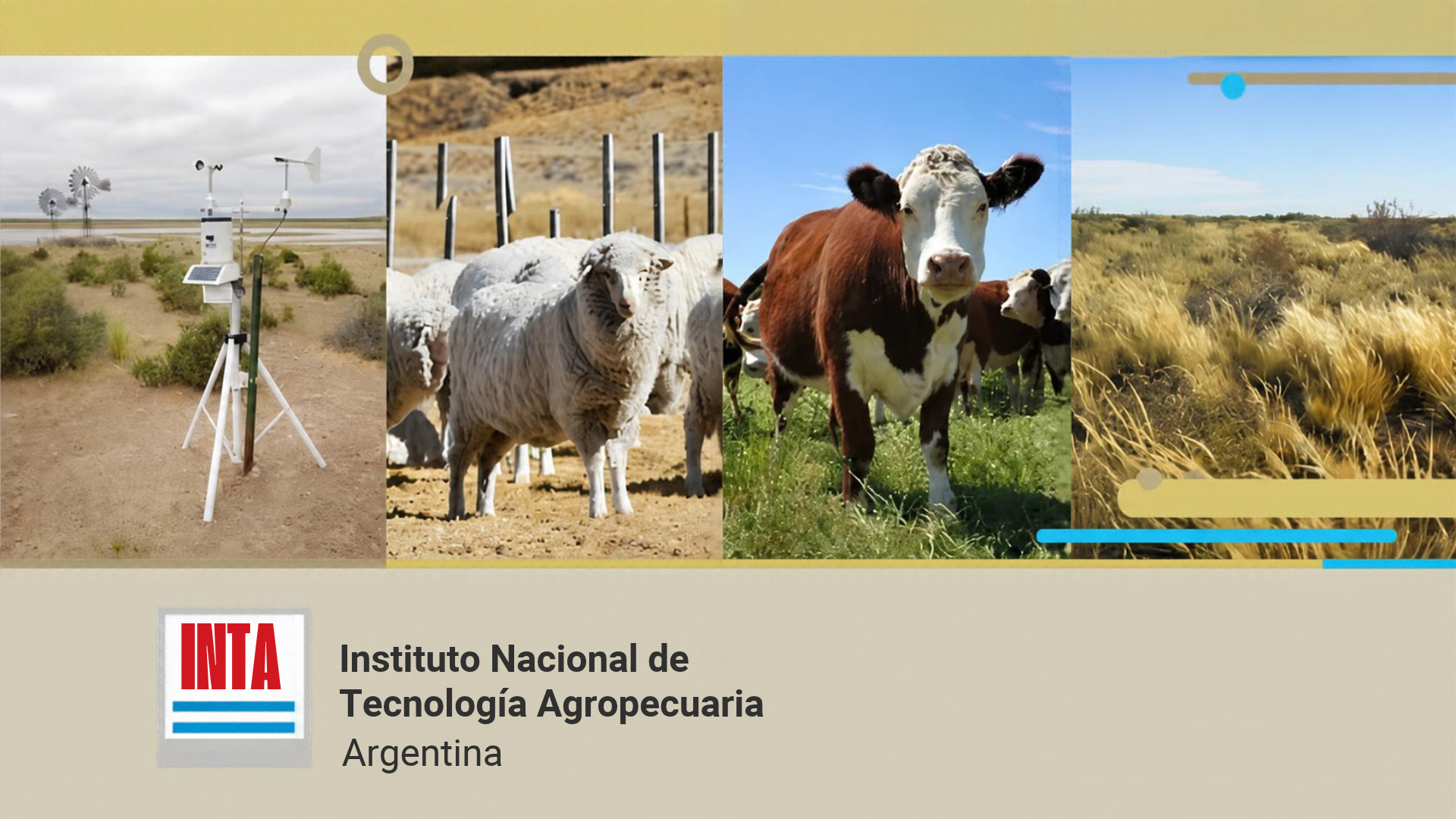 Ganadería en la Patagonia: claves del informe del INTA para la primavera