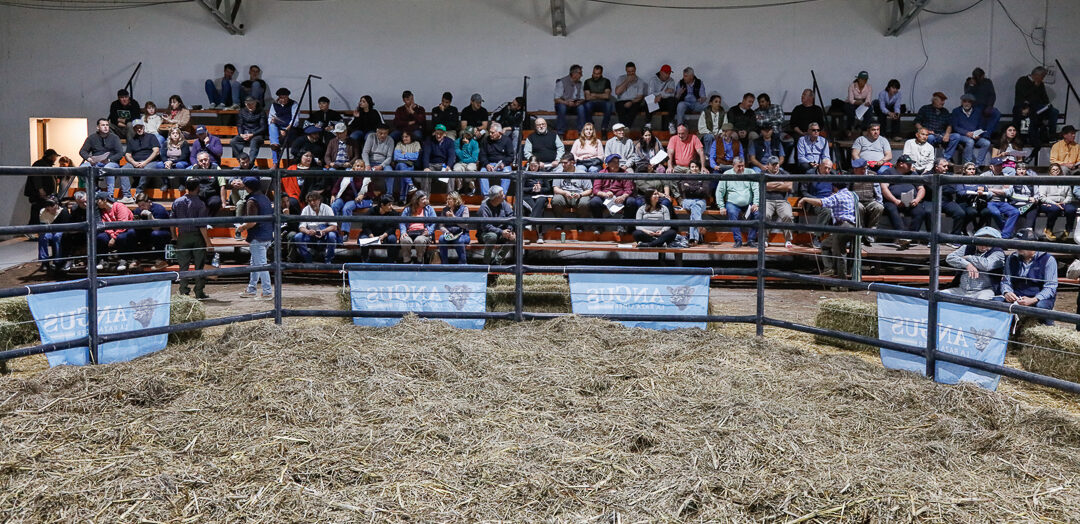 Cabaña Atigue: 9° Remate Anual en Pradere con máximos de $15 millones en Angus y Limangus